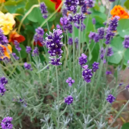 Garni S.o.g.* * * 호텔 3*