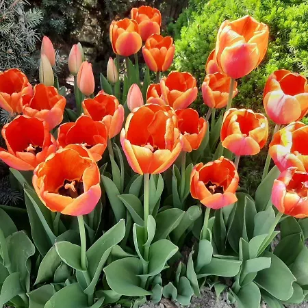 Garni S.o.g.* * * 3* Trencin